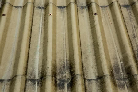 A closer look at roof algae and what it means for your home